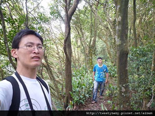 龍門國中流蘇花.鵝角格山.北市市80 069