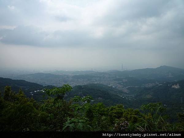 龍門國中流蘇花.鵝角格山.北市市80 071