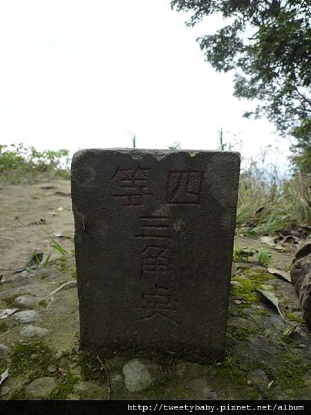 龍門國中流蘇花.鵝角格山.北市市80 076