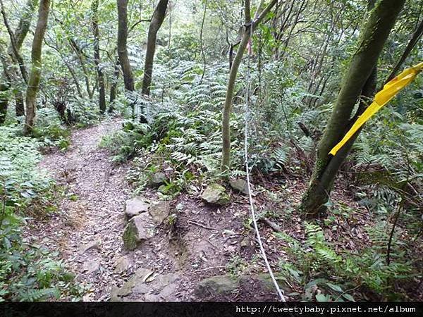 龍門國中流蘇花.鵝角格山.北市市80 079