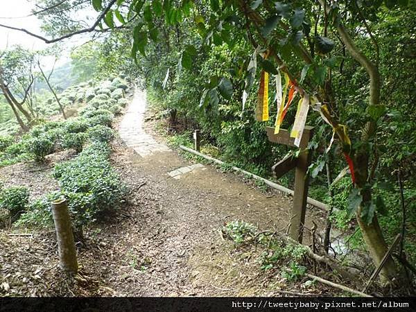 龍門國中流蘇花.鵝角格山.北市市80 082