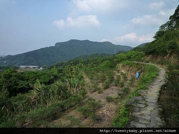 龍門國中流蘇花.鵝角格山.北市市80 084