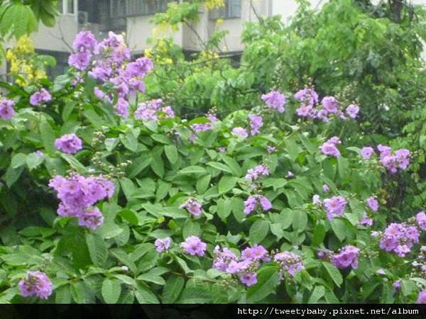 青年公園大花紫薇、阿勃勒 020