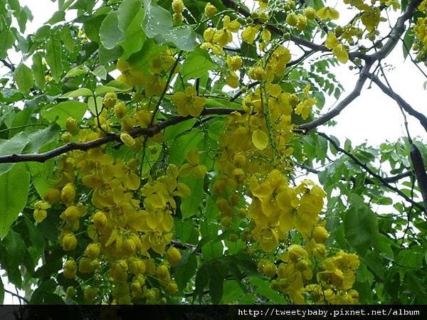 青年公園大花紫薇、阿勃勒 029