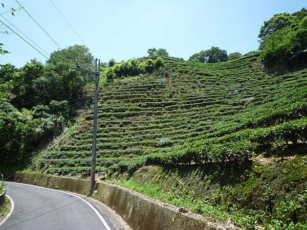 青潭水源12.青潭水源10.永安景觀步道.八卦茶園.塗潭崙.竹筏碼頭.雷公埤山 130