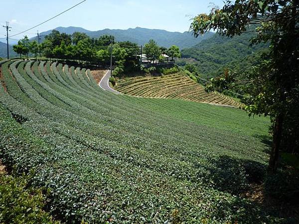 青潭水源12.青潭水源10.永安景觀步道.八卦茶園.塗潭崙.竹筏碼頭.雷公埤山 131