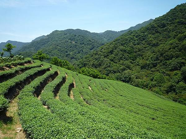 青潭水源12.青潭水源10.永安景觀步道.八卦茶園.塗潭崙.竹筏碼頭.雷公埤山 133