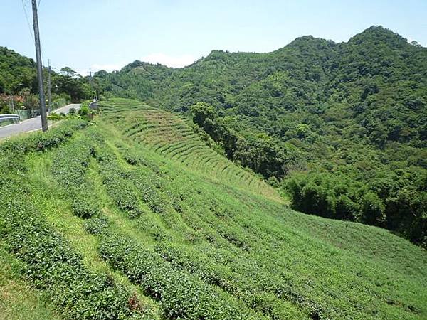 青潭水源12.青潭水源10.永安景觀步道.八卦茶園.塗潭崙.竹筏碼頭.雷公埤山 134