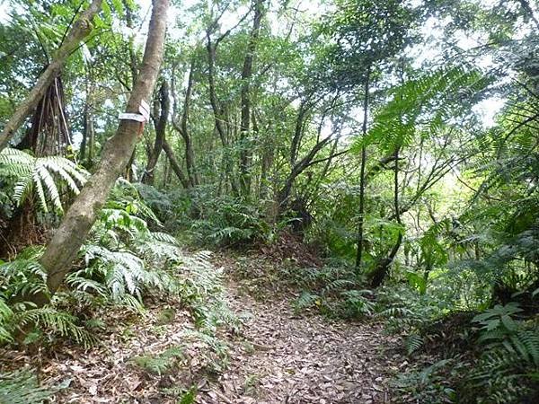 青潭水源12.青潭水源10.永安景觀步道.八卦茶園.塗潭崙.竹筏碼頭.雷公埤山 175