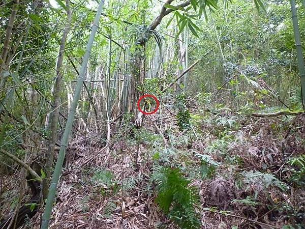 松柏山裝鑛務課230號基石.隆盛山.賴仲坑山 112