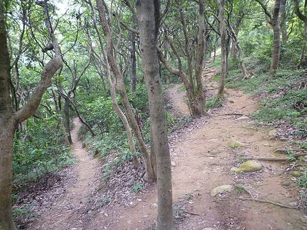 楊梅龜山.福人步道 144