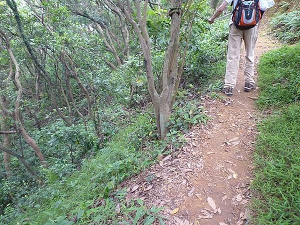 楊梅龜山.福人步道 145