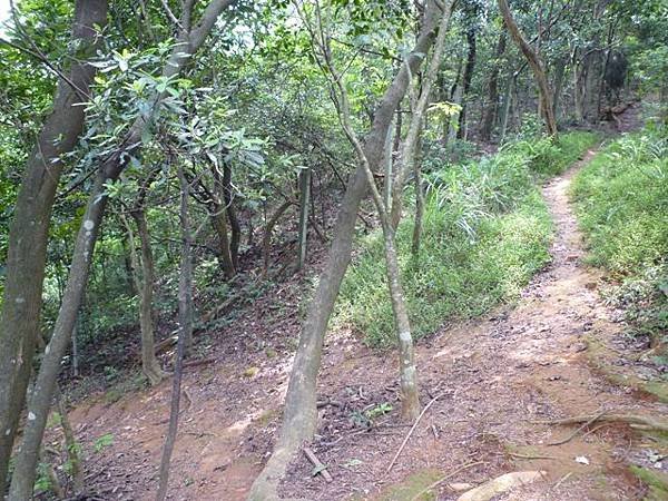 楊梅龜山.福人步道 163