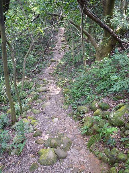 楊梅龜山.福人步道 175