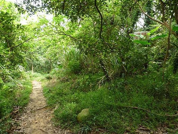 楊梅龜山.福人步道 181