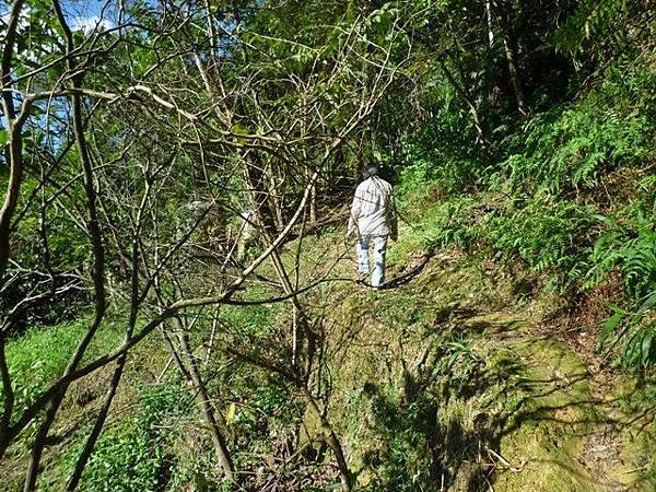 艷紅路子松柏山莊鑛務課230基石.嶺腳寮山.靈巖寺艷紅鹿子百合 023