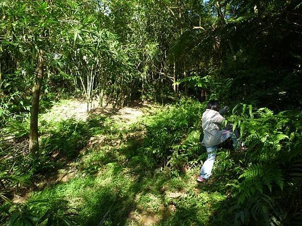 艷紅路子松柏山莊鑛務課230基石.嶺腳寮山.靈巖寺艷紅鹿子百合 024