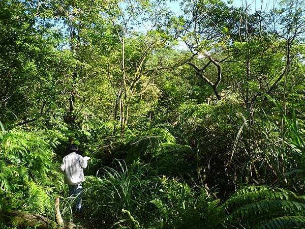 艷紅路子松柏山莊鑛務課230基石.嶺腳寮山.靈巖寺艷紅鹿子百合 026