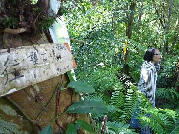 艷紅路子松柏山莊鑛務課230基石.嶺腳寮山.靈巖寺艷紅鹿子百合 029