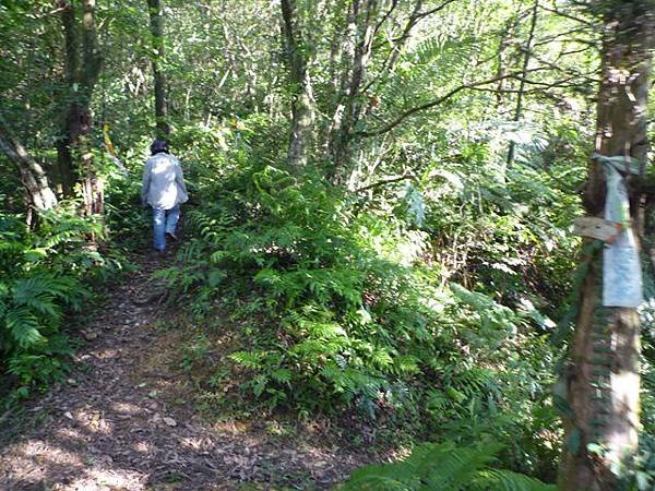 艷紅路子松柏山莊鑛務課230基石.嶺腳寮山.靈巖寺艷紅鹿子百合 030