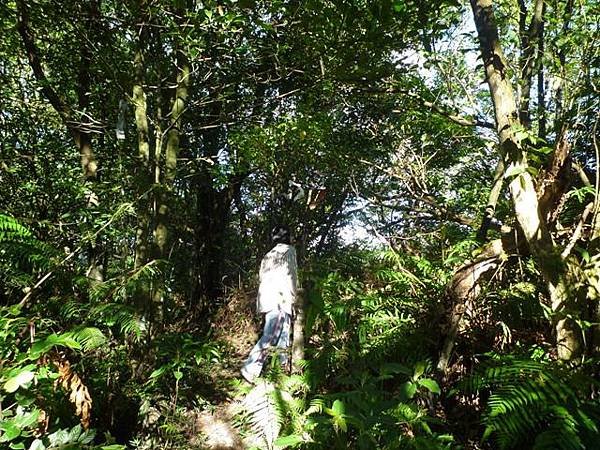 艷紅路子松柏山莊鑛務課230基石.嶺腳寮山.靈巖寺艷紅鹿子百合 031