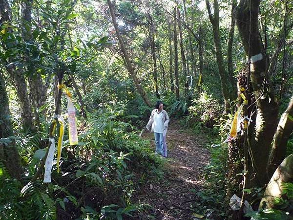 艷紅路子松柏山莊鑛務課230基石.嶺腳寮山.靈巖寺艷紅鹿子百合 047