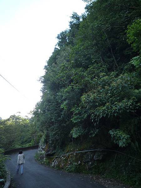 艷紅路子松柏山莊鑛務課230基石.嶺腳寮山.靈巖寺艷紅鹿子百合 060