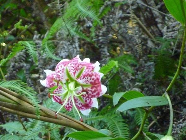 艷紅路子松柏山莊鑛務課230基石.嶺腳寮山.靈巖寺艷紅鹿子百合 063