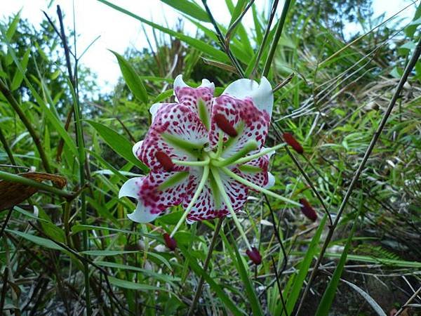 艷紅路子松柏山莊鑛務課230基石.嶺腳寮山.靈巖寺艷紅鹿子百合 067