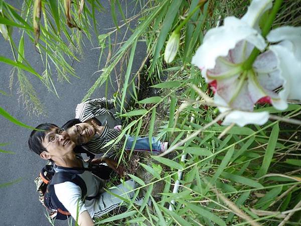 艷紅路子松柏山莊鑛務課230基石.嶺腳寮山.靈巖寺艷紅鹿子百合 069