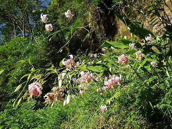 艷紅路子松柏山莊鑛務課230基石.嶺腳寮山.靈巖寺艷紅鹿子百合 073