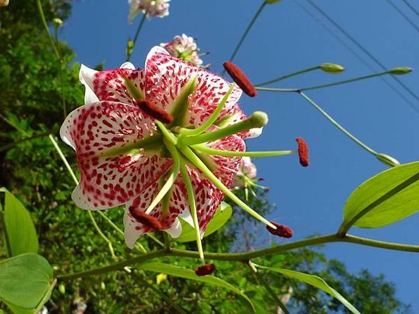 艷紅路子松柏山莊鑛務課230基石.嶺腳寮山.靈巖寺艷紅鹿子百合 074