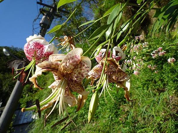 艷紅路子松柏山莊鑛務課230基石.嶺腳寮山.靈巖寺艷紅鹿子百合 075