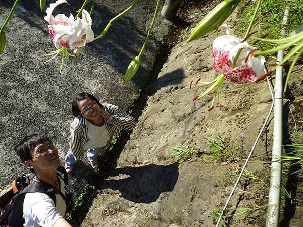 艷紅路子松柏山莊鑛務課230基石.嶺腳寮山.靈巖寺艷紅鹿子百合 076