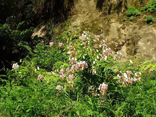 艷紅路子松柏山莊鑛務課230基石.嶺腳寮山.靈巖寺艷紅鹿子百合 077