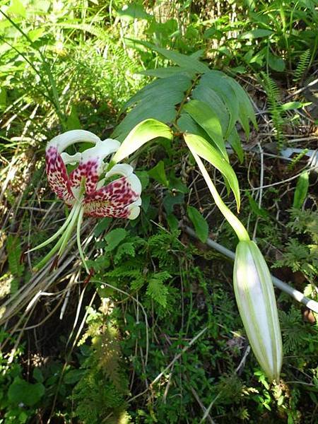 艷紅路子松柏山莊鑛務課230基石.嶺腳寮山.靈巖寺艷紅鹿子百合 078