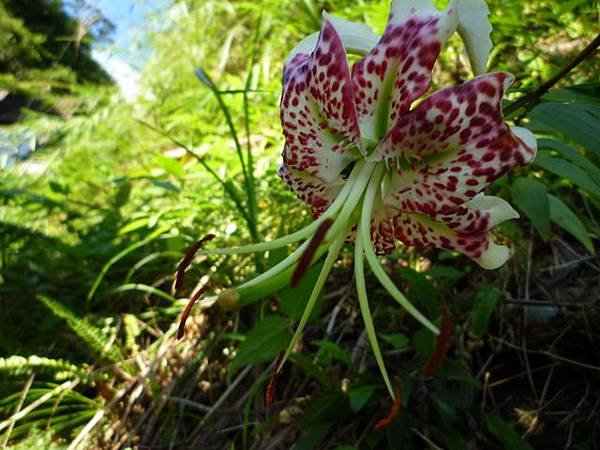 艷紅路子松柏山莊鑛務課230基石.嶺腳寮山.靈巖寺艷紅鹿子百合 079