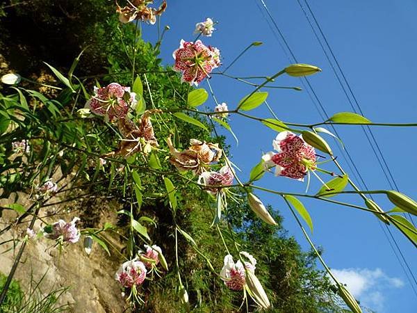 艷紅路子松柏山莊鑛務課230基石.嶺腳寮山.靈巖寺艷紅鹿子百合 082