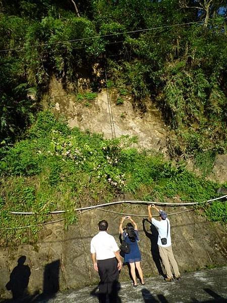 艷紅路子松柏山莊鑛務課230基石.嶺腳寮山.靈巖寺艷紅鹿子百合 084