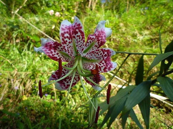 艷紅路子松柏山莊鑛務課230基石.嶺腳寮山.靈巖寺艷紅鹿子百合 088