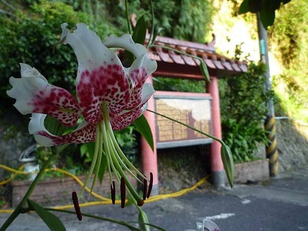 艷紅路子松柏山莊鑛務課230基石.嶺腳寮山.靈巖寺艷紅鹿子百合 114