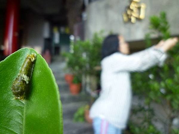 艷紅路子松柏山莊鑛務課230基石.嶺腳寮山.靈巖寺艷紅鹿子百合 118