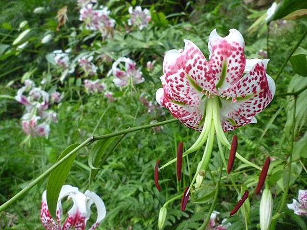 艷紅路子松柏山莊鑛務課230基石.嶺腳寮山.靈巖寺艷紅鹿子百合 122