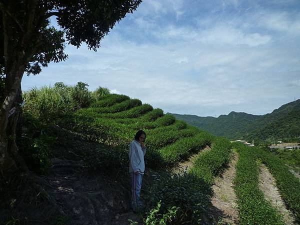 永安八卦茶園.金面大觀.虎字碑.鴻子口山.25號造林地基石 011