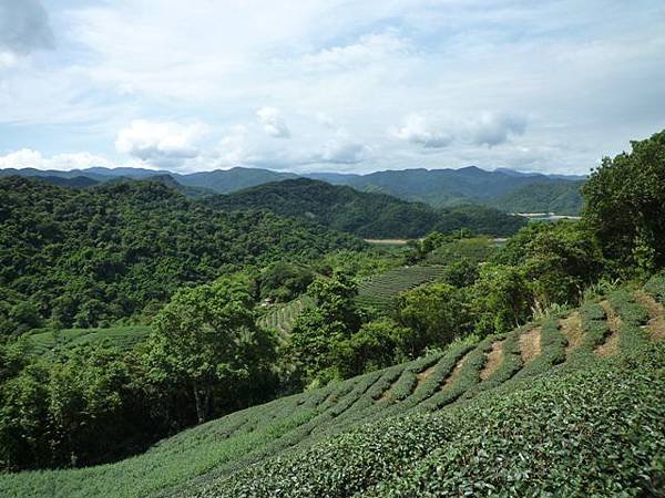 永安八卦茶園.金面大觀.虎字碑.鴻子口山.25號造林地基石 022