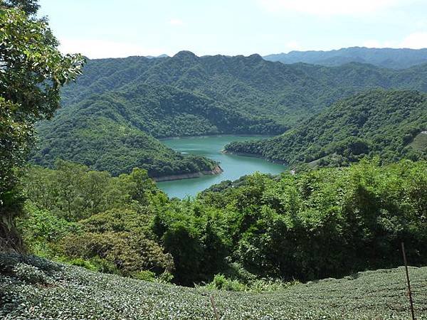 永安八卦茶園.金面大觀.虎字碑.鴻子口山.25號造林地基石 023