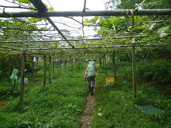 深坑庄山.深坑忠魂碑.業先生的開心農場.意學坑自然公園.中秋烤肉 042