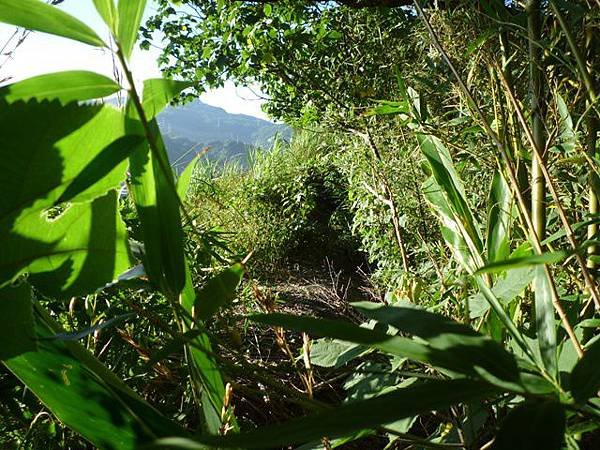 草地尾山.中央坑山.阿屘尖 044