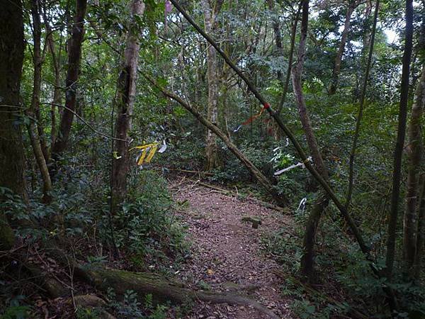 紅河谷越嶺古道熊空段.加九嶺 108