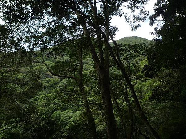 紅河谷越嶺古道熊空段.加九嶺 115